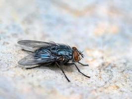 foto macro de primer plano de una mosca sentada en una piedra