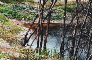 un estanque al borde del cual hay árboles secos foto