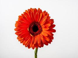 Beautiful red gerbera isolated on white background photo