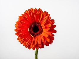 hermosa gerbera roja aislada sobre fondo blanco foto