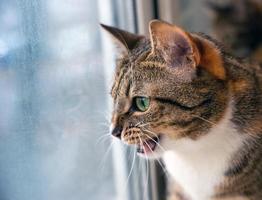Portrait of angry cat with agressive expression staring at the window photo