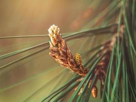 macro photo of a pine branch with small cones on it in soft focus