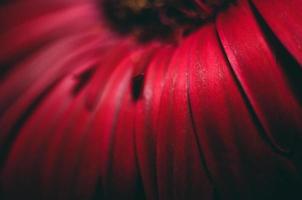 hermosa foto macro de primer plano de pétalos de gerbera roja