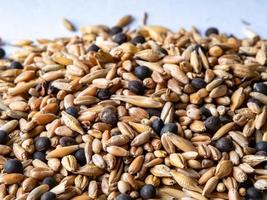 shot from a close distance of a mixture of cereals for growing photo