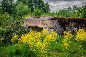Old fortification in the forest among flowers photo