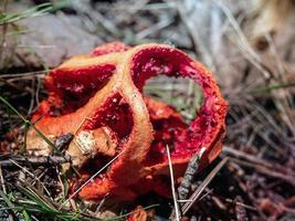 foto del hongo rojo brillante clathrus ruber