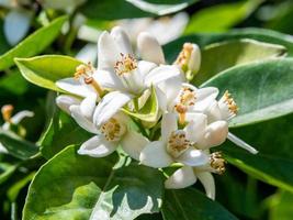 flores naranjas blancas frescas en hojas verdes foto