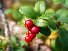 closeup photo of small red cowberry berries on a brunch under the sun