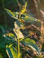 foto de una planta de anagallis en una puesta de sol en un bosque