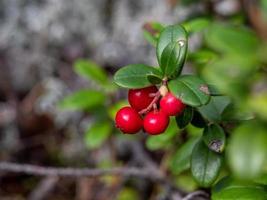 closeup photo of small red cowberry berries on a brunch