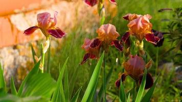 fleur d'iris rouge avec des gouttes d'eau sous la pluie, DOF peu profond, ralenti video
