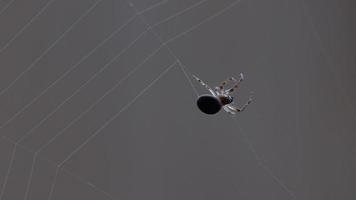 araña araña de jardín araneus teje una red video