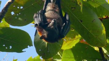 Lyle's flying fox Pteropus lylei hangs on a tree branch and washes video