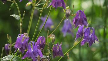 Flower Aquilegia on blurred green background of summer garden under rain. Orlik flower or catchment video