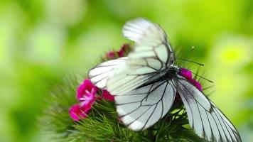 dos mariposas blancas se aparean en una flor sobre un fondo verde borroso video