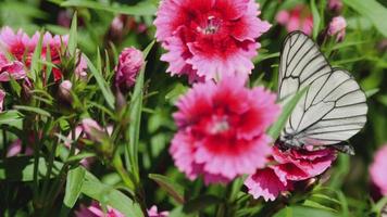 aporia crataegi mariposa blanca veteada negra sobre flor de clavel rosa video