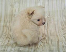 Pomeranian spitz on wooden background photo