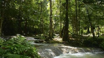 la corriente de agua fluye rápidamente sobre las rocas a través de plantas verdes bajo la sombra de los árboles. video