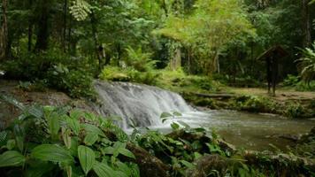 Close up lush foliage plants growing near the cascade with waterfall rapid flows into the pond. video