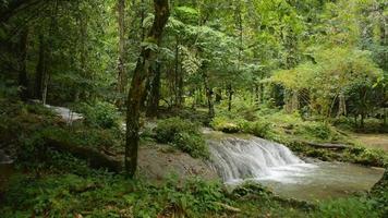 paisaje paisaje en la selva tropical con corriente de agua que fluye sobre las rocas a través de las plantas verdes. video