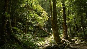 lugn scen i tropisk regnskog under morgon- solljus. video