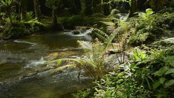 Green fern and various plants growing under morning sunlight near the water stream. video