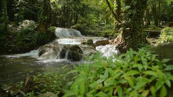 acqua ruscello fluente al di sopra di il rocce sotto mattina luce del sole tra verde impianti nel tropicale foresta pluviale. video