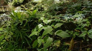cierra el helecho verde y varias plantas que crecen bajo grandes árboles en la selva tropical. video