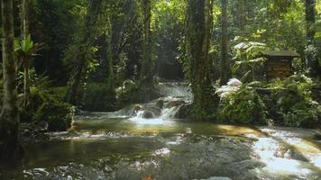 bellissimo scenario di un' cascata con acqua ruscello fluente al di sopra di il rocce attraverso il verde foresta. video