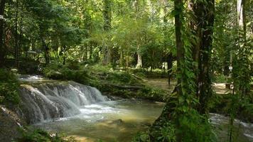 paysage du matin dans la forêt avec un jet d'eau qui coule sur la cascade à travers les plantes vertes sous la lumière du soleil. video