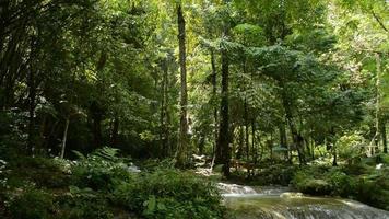 Morning scenery of lush foliage woodland with a creek flowing over the rocks under the shade of the trees. video