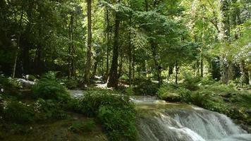Beautiful scenery of tropical rainforest in Southern Thailand. video