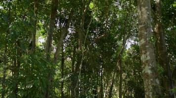 Wandern durch den tropischen Wald im Schatten grüner Bäume. video