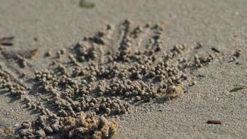 liten krabba rullar bollar från sand på en hav strand. skygg krabba rullar bollar av sand stänga upp video