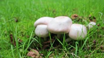 los champiñones blancos en el suelo del bosque en la hierba verde muestran el cambio estacional del verano al otoño con la recolección de champiñones en una vista de ángulo bajo, tenga cuidado con la gorra de champiñón no comestible, venenosa y peligrosa video