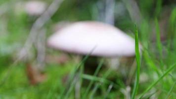 cogumelos brancos no chão da floresta na grama verde mostram mudança sazonal do verão ao outono outono com colheita de cogumelos em vista de baixo ângulo tenha cuidado para não comestíveis venenosos e perigosos champignon cap video