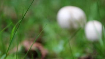 los champiñones blancos en el suelo del bosque en la hierba verde muestran el cambio estacional del verano al otoño con la recolección de champiñones en una vista de ángulo bajo, tenga cuidado con la gorra de champiñón no comestible, venenosa y peligrosa video