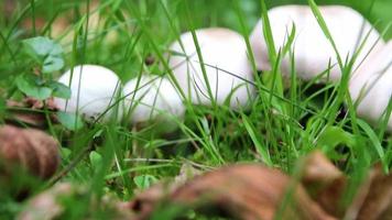 White mushrooms on forest ground in green grass show seasonal change from summer to autumn fall with mushroom picking in low angle view be careful for not edible poisonous and dangerous champignon cap video