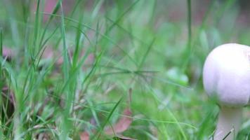 wit champignons Aan Woud grond in groen gras tonen seizoensgebonden verandering van zomer naar herfst vallen met paddestoel plukken in laag hoek visie worden voorzichtig voor niet eetbaar giftig en gevaarlijk champignon pet video