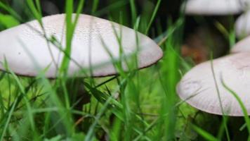 wit champignons Aan Woud grond in groen gras tonen seizoensgebonden verandering van zomer naar herfst vallen met paddestoel plukken in laag hoek visie worden voorzichtig voor niet eetbaar giftig en gevaarlijk champignon pet video