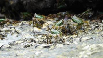 crabe sur le rocher à la plage, vagues roulantes, gros plan video