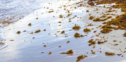 Very disgusting red seaweed sargazo beach Playa del Carmen Mexico. photo