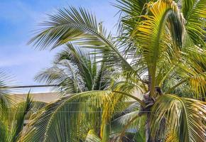 Tropical natural palm tree coconuts blue sky in Mexico. photo