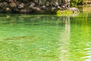 Small beautiful Cenote cave with river turquoise blue water Mexico. photo