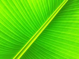 Banana leaf texture background. Wallpaper for design, closeup view photo