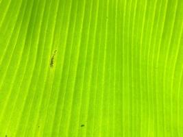 Banana leaf texture background. Wallpaper for design, closeup view photo