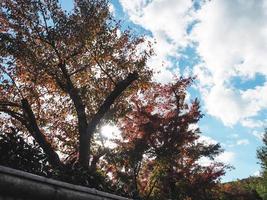 Green tree with leaves on evening time in japan photo