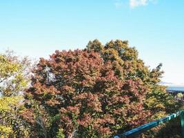 árbol verde con hojas en el tiempo de la tarde en Japón foto