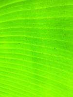 Banana leaf texture background. Wallpaper for design, closeup view photo