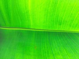 Banana leaf texture background. Wallpaper for design, closeup view photo